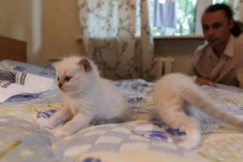 Ne, nitko nije prerazao macu.