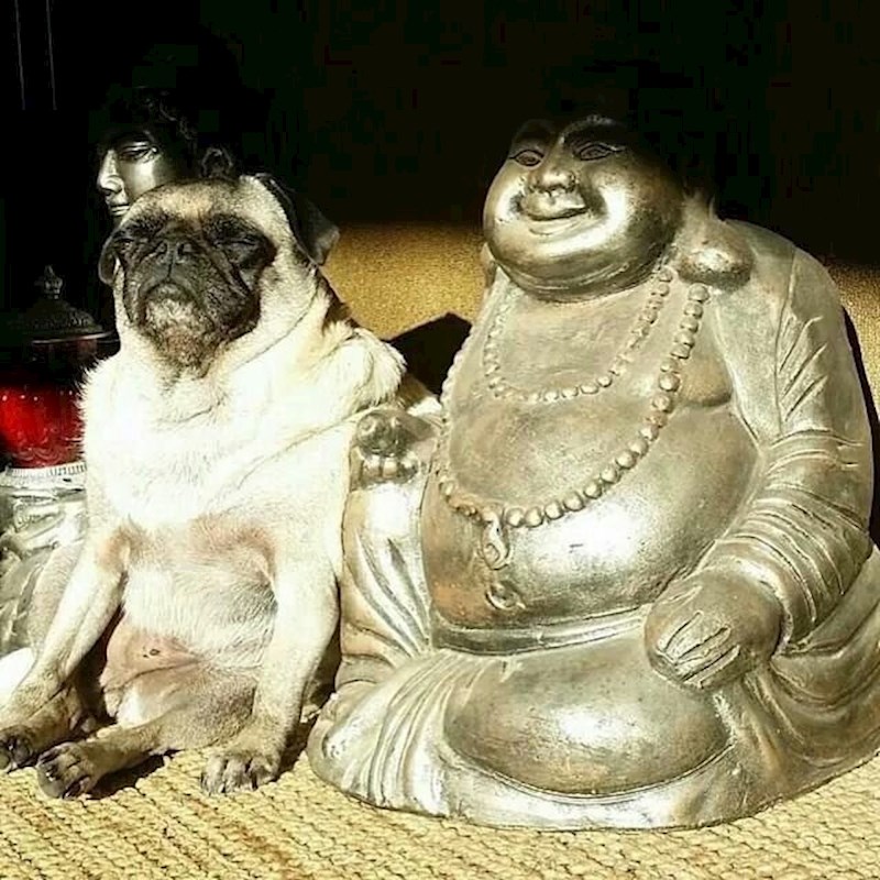 Ovaj pas je našao svog dvojnika.