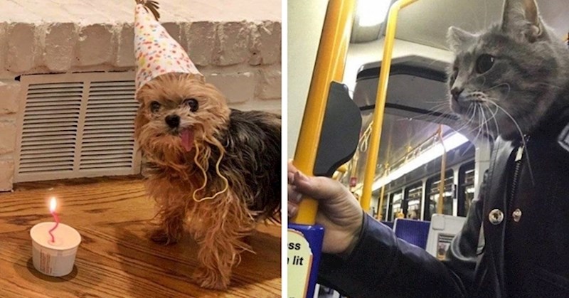 30 smiješnih slika životinja koje su se našle u zanimljivim situacijama