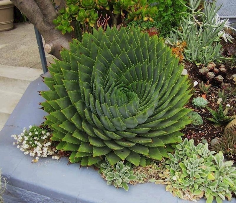 Spiralna aloe vera