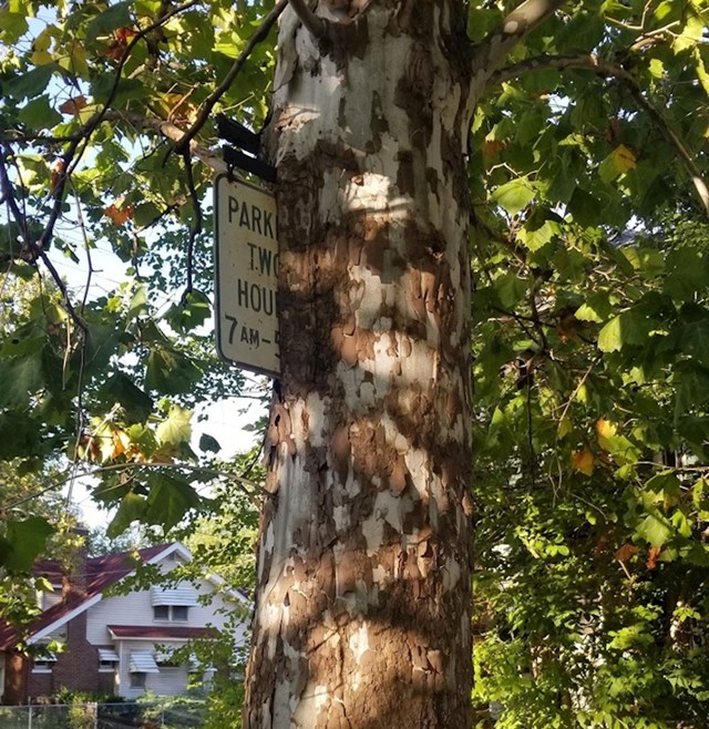 Možda će radno vrijeme ovog parkinga uskoro postati neograničeno.