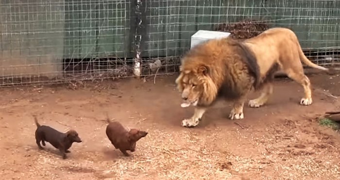 VIDEO Psi su mu ušli u kavez s lavom, a onda se dogodilo nešto neočekivano