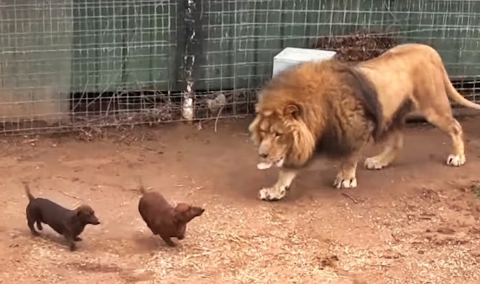 VIDEO Psi su mu ušli u kavez s lavom, a onda se dogodilo nešto neočekivano