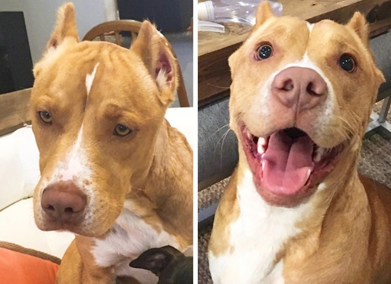 "Nitko ga nije htio udomiti jer je izgleda previše uplašeno. U skloništu je prestao jesti, izgledao je jako mršavo. Bronco je danas sretan i nasmijan pas."