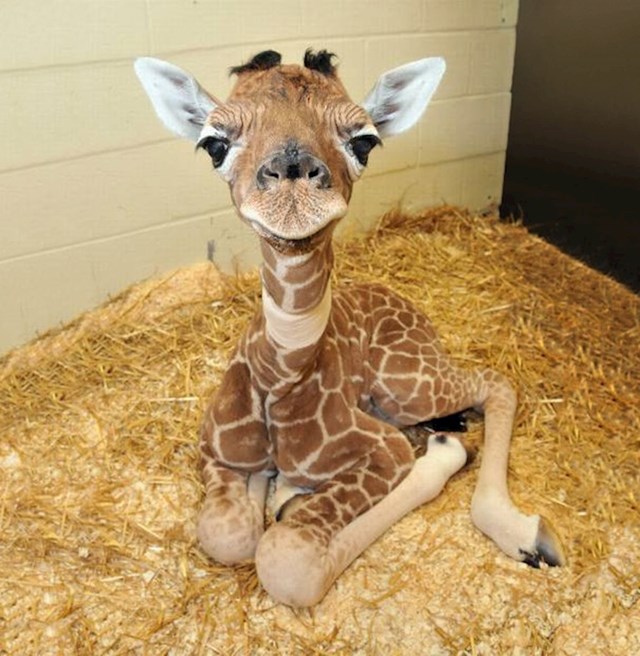 Najslađa beba žirafe