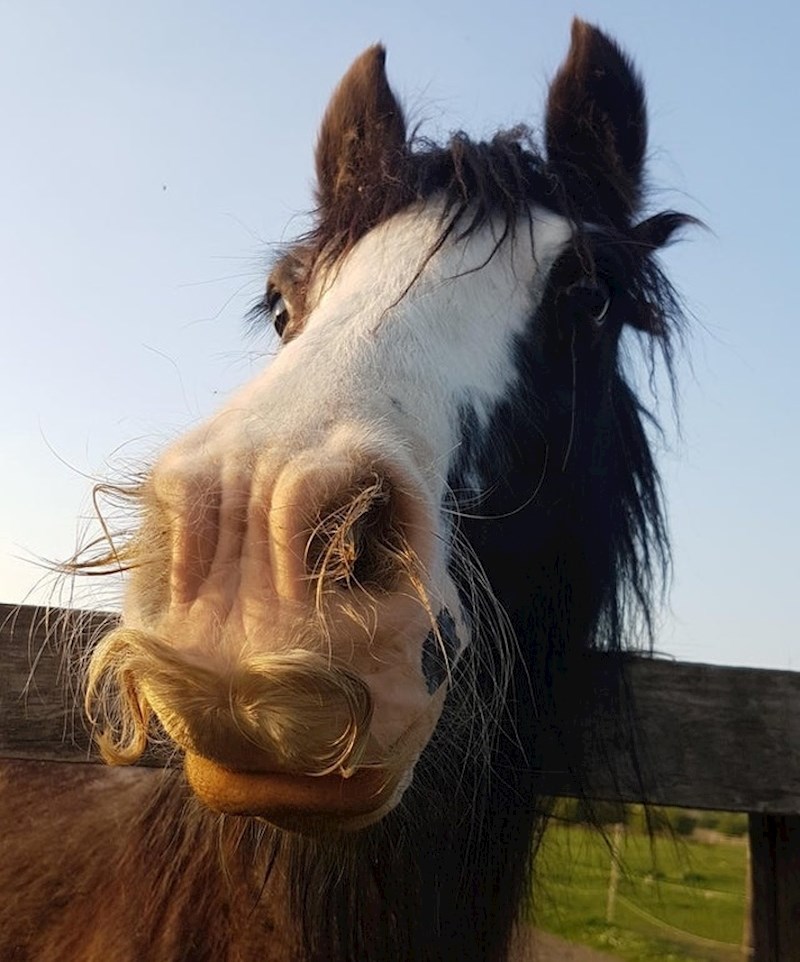 Jeste li znali da i konjima mogu rasti brkovi?