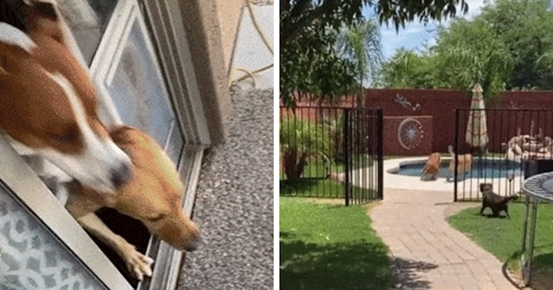 Muškarac je snimio urnebesan detalj kad su njegovi psi istrčali iz kuće