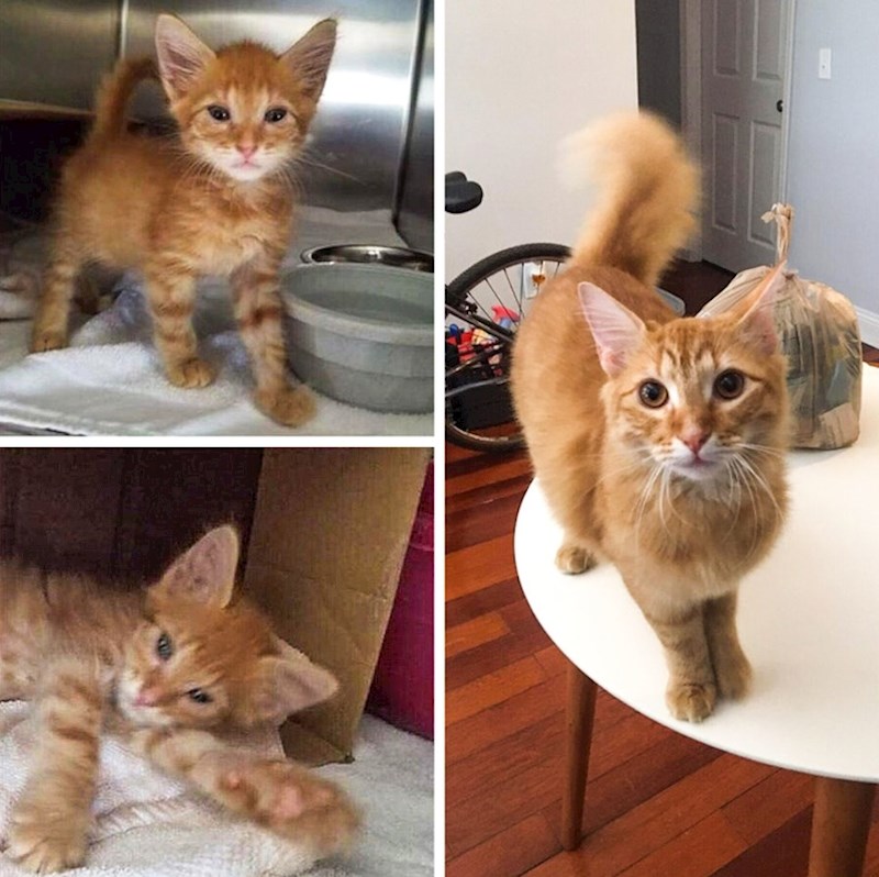 "Lijevo su fotke mog malog Rogera kad je bio u skloništu, a desno je njegova novija slika, u našem domu."