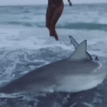 Našli su morskog psa nasukanog na obali, djevojka se usudila učiniti nešto što nitko drugi nije htio