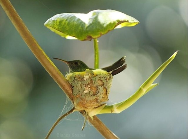 Ovaj kolibrić je sebi napravio gnijezdo s krovom od lista.