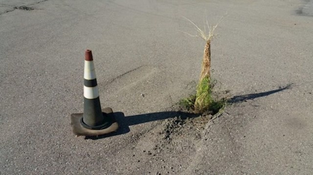 Priroda je iskoristila priliku i u moru asfalta napravila malu džunglu...