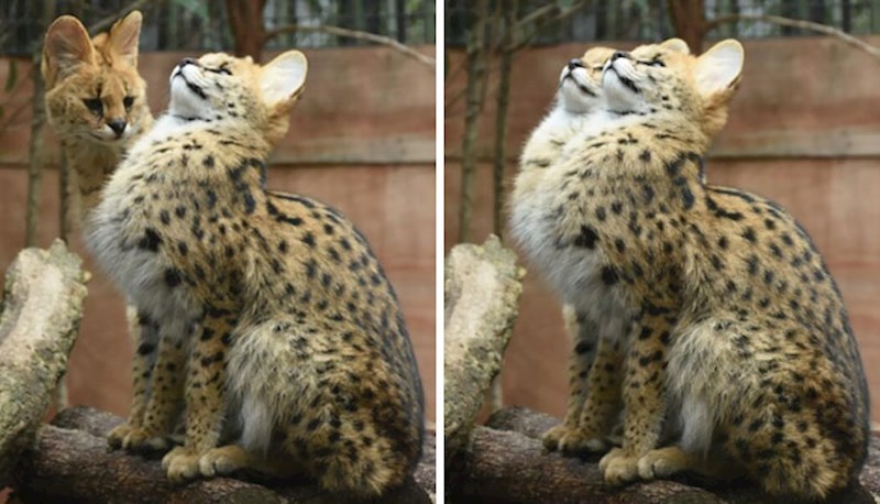 "Što to radiš? OK, i ja ću."