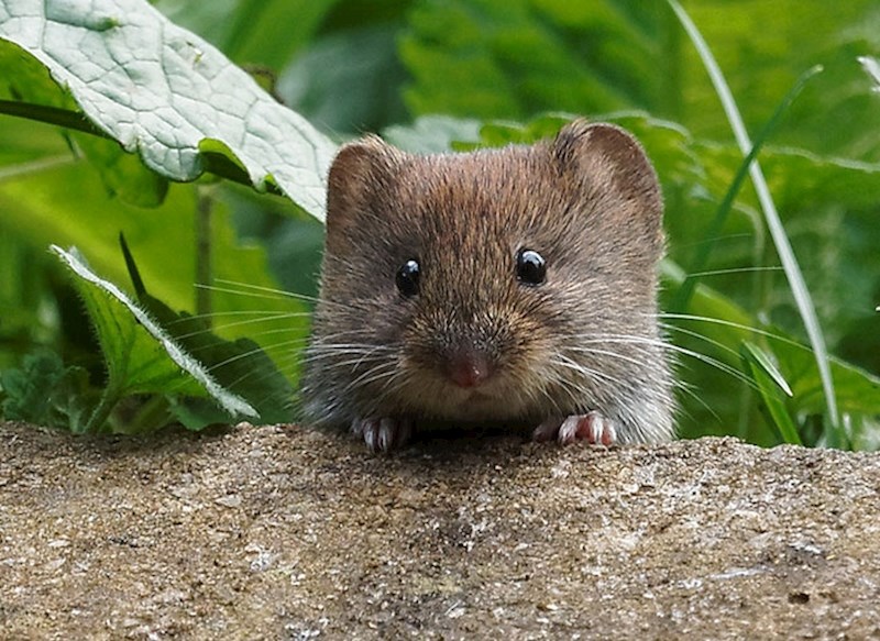 Pasta od mrtvih miševa