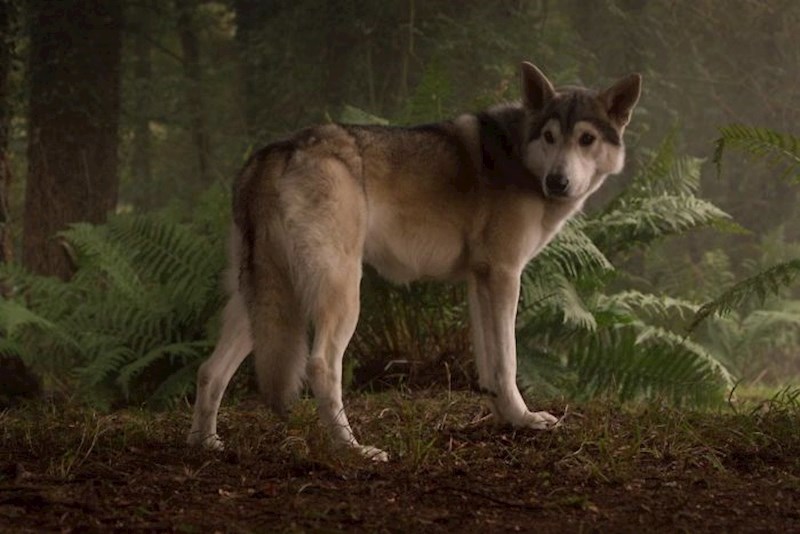 Kad se psi pojavljuju u filmovima, scene se često moraju računalno mijenjati jer psi budu presretni i prezadovoljni svojom ulogom pa cijelo vrijeme mašu repovima.