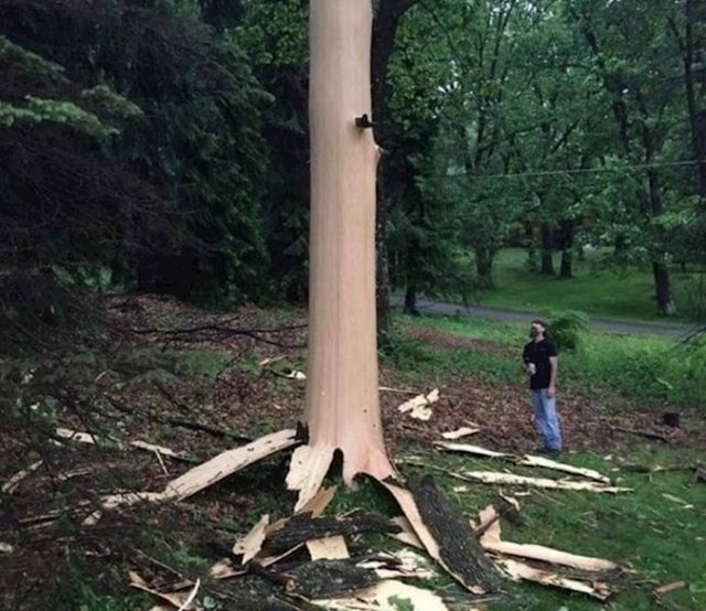 Munja je doslovno ogulila ovo drvo.