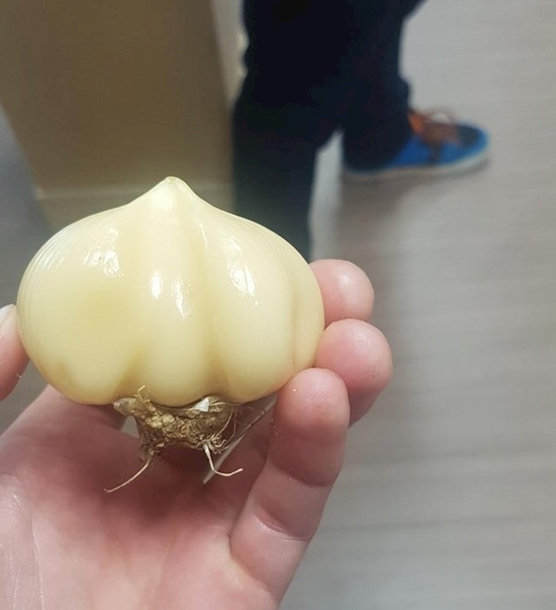 "Ovaj češnjak je iz mog vrta. Sastoji se od samo jednog velikog češnja."