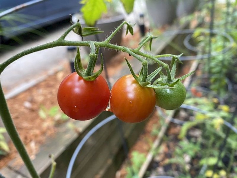 Kad se rajčice igraju semafora...