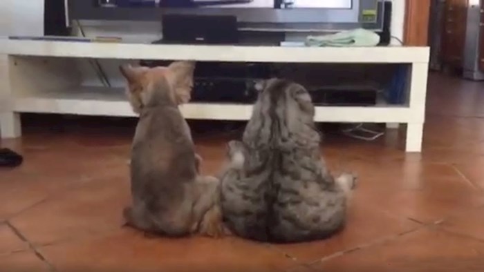 VIDEO Vlasnica ušla u sobu pa ugledala zanimljiv prizor, pogledajte što su pas i mačka radili