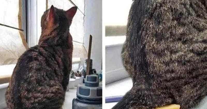 SMIJEŠAN PROBLEM Nesretnik je pokazao što mu se dogodilo kad se otišao javiti na telefon