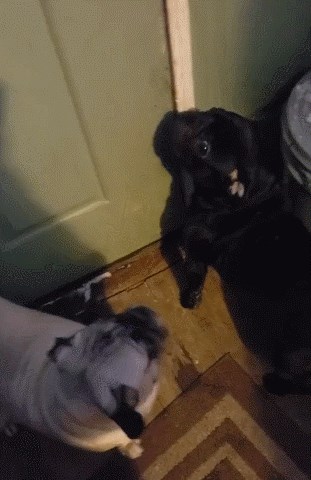 Vlasnik je pustio pse van, pogledajte kako su reagirali kad su shvatili da je napadalo puno snijega