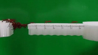 Ove životinje koje ni ne primjećujemo dokazuju da im je zajedništvo važnije nego nama ljudima