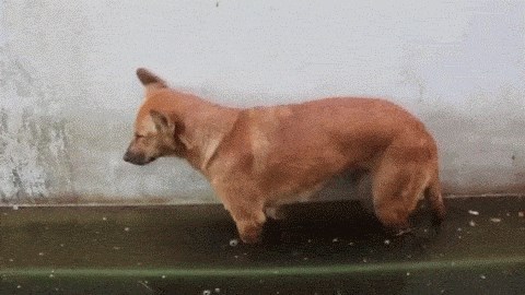 GIF Bio je preumoran, no voda ga je vratila u život