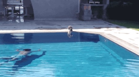 GIF Preplašio je macu na najgori mogući način