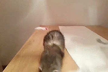 GIF Ovaj je malac htio skočiti na dasku za glačanje, no malo se precijenio 