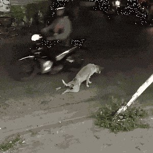 GIF Ovaj će vas pas prevariti kao nitko u životu 