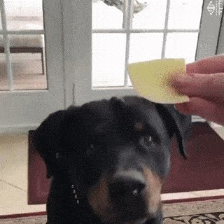 Pas je naučio zanimljiv trik pomoću kojeg pokazuje što voli jesti, a što mrzi