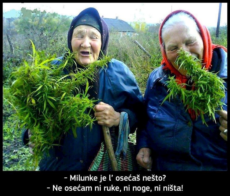 Milunka i Slavenka čupaju i čiste korov.