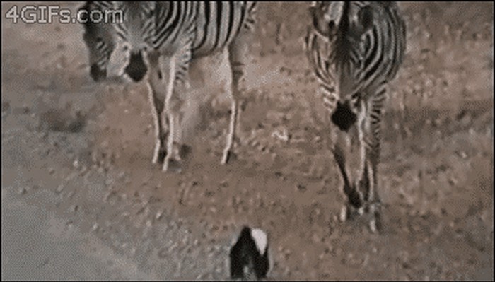 GIF: Kakav glupi lav - ovo je kralj životinja!