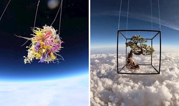 Japanski umjetnik poslao svoje biljke u svemir, rezultat je prekrasan