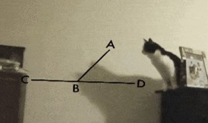 Mačka je dugo razmišljala kako napraviti ovaj skok, mislite li da je uspjela?