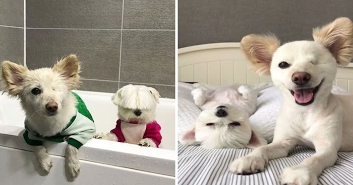 Psić bez oka i njegov najbolji prijatelj imaju jedan od najboljih profila na Instagramu
