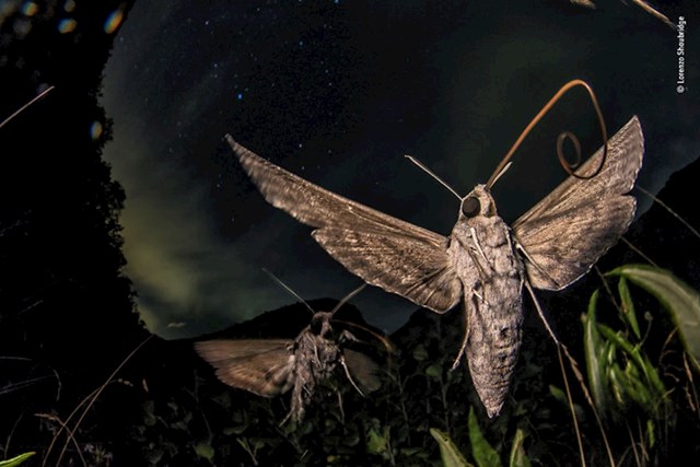 "Divovski moljci migranti", Lorenzo Shoubridge, Italija