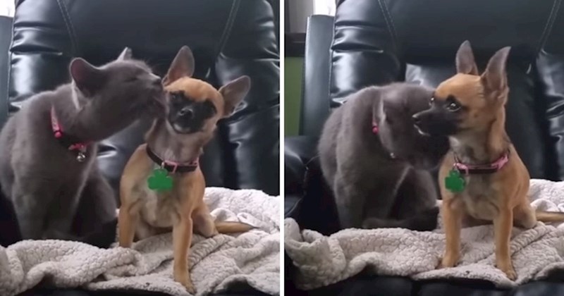 VIDEO Mačka nije mogla prestati ljubiti psića