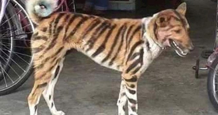 Farmer je svom psu nacrtao tigrove pruge kako bi mu majmuni prestali krasti hranu