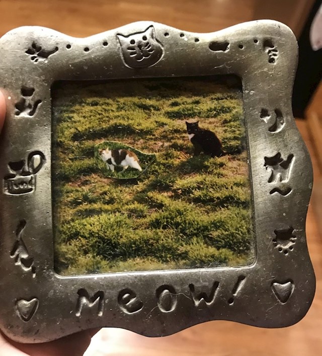 Ova je originalna starica ubacila sliku svoje mačke u sliku svoje druge mačke, kako bi imale zajedničku fotografiju.