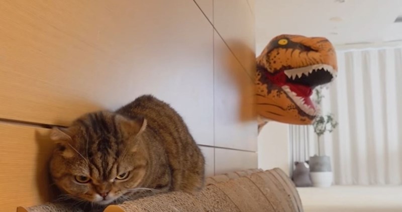 VIDEO Vlasnica se obukla u kostim dinosaura i odlučila prepasti svoje mačke