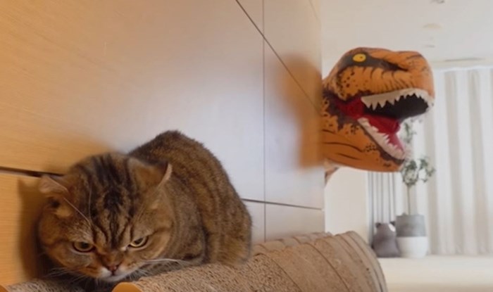 VIDEO Vlasnica se obukla u kostim dinosaura i odlučila prepasti svoje mačke
