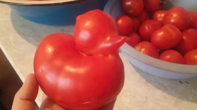 Rajčica ili patka?