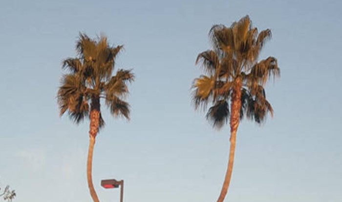 Pogledajte kako neobično izgledaju ove palme