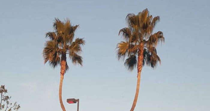 Pogledajte kako neobično izgledaju ove palme
