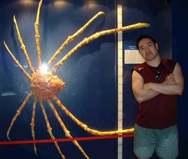 Upoznajte Japansku divovsku rakovicu “pauka”, rakovicu s najvećim rasponom nogu na svijetu!