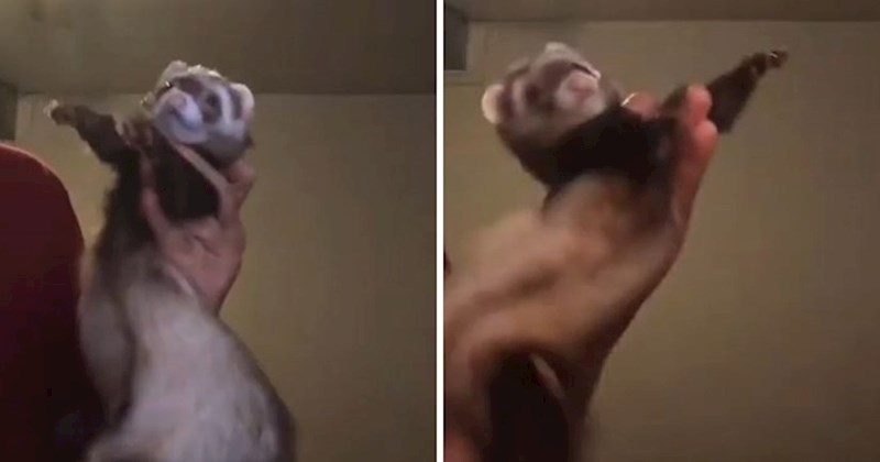 VIDEO Presladak video lasice koja pleše uljepšat će vam dan