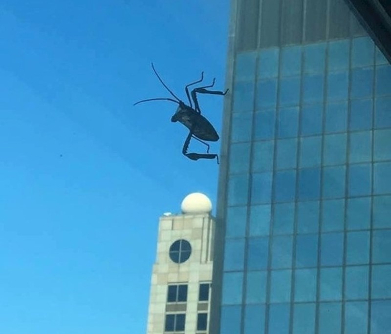 Perspektiva je sve kad ne znaš je li tvoj grad po napadom velikog čudovišta.