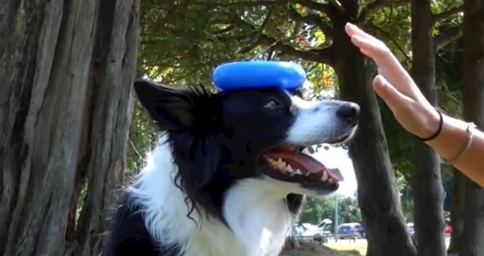 VIDEO Top 10 trikova koje možete naučiti svog psa