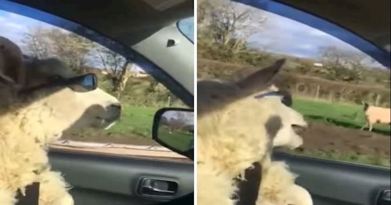 VIDEO Nećete vjerovati što radi ova ovca s naočalama na glavi