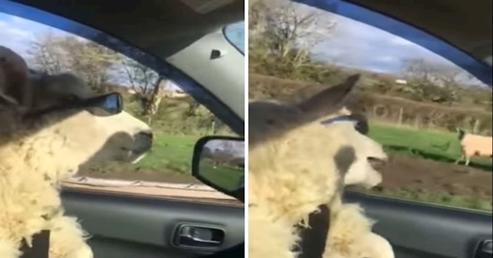 VIDEO Nećete vjerovati što radi ova ovca s naočalama na glavi